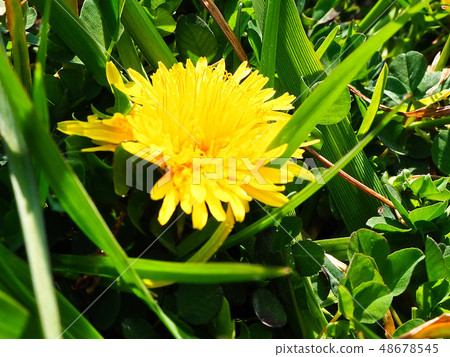 Spring plant Dandelion Spring plant Dandelion 48678545