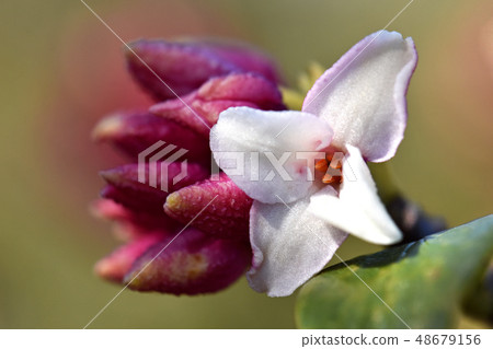 荊州(下沉花) 荊州(下沉花) 48679156