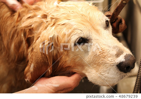 金毛獵犬有一個洗髮水 金毛獵犬有一個洗髮水 48679239