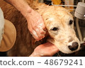 Golden retriever to have a shampoo 48679241