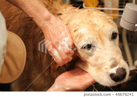 Golden retriever to have a shampoo Golden retriever to have a shampoo 48679241
