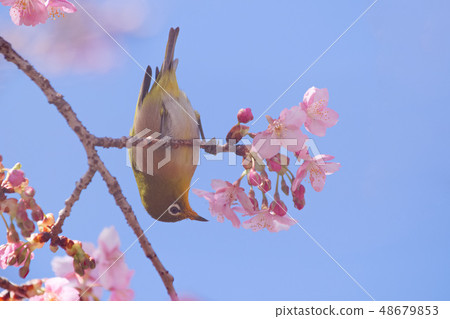 Mejiro and Kawazu cherry tree 48679853