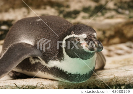 洪堡企鵝132 48680199