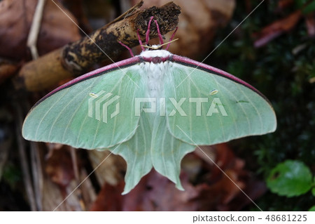Oomizuao (large water blue) 48681225