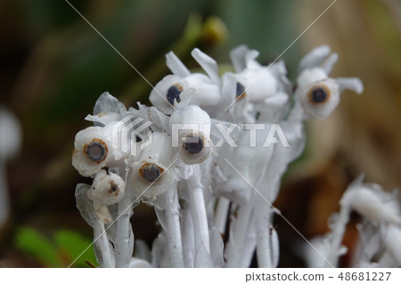 Ginkishot (Ginseng) 48681227