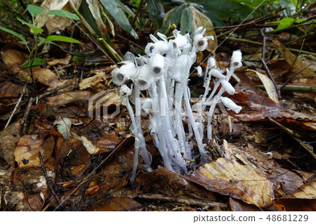 Ginkishot (Ginseng) Ginkishot (Ginseng) 48681229