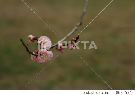 李子 李子 48681554