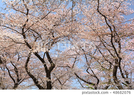 Yokohama - Kukigaya Park 48682076