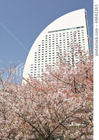Sakura in Yokohama Sakura in Yokohama 48682263