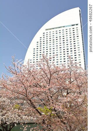 Sakura in Yokohama Sakura in Yokohama 48682267