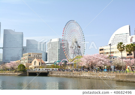 橫濱的櫻花 48682496