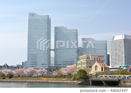 橫濱的櫻花 橫濱的櫻花 48682497