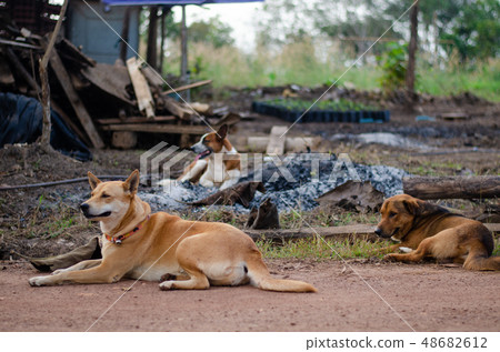 Three dogs lying on the side of a road in front of Three dogs lying on the side of a road in front of 48682612