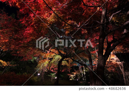 平成30天鵝花園秋葉 48682636