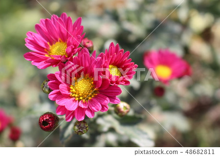 Red autumn flowers Red autumn flowers 48682811