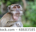 Batu cave monkey 48683585