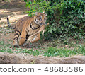 Children of Sumatran tiger running around 48683586