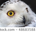 Snowy owl 48683588