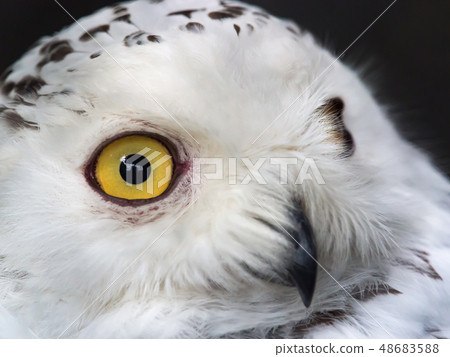 白貓頭鷹 白貓頭鷹 48683588