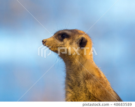 Meerkat被日落照亮 48683589
