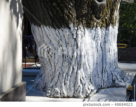 Tree care, tree bark whitewash in the season Tree care, tree bark whitewash in the season 48684023