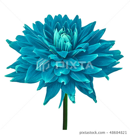 cerulean cyan dahlia flower isolated on a white cerulean cyan dahlia flower isolated on a white 48684821