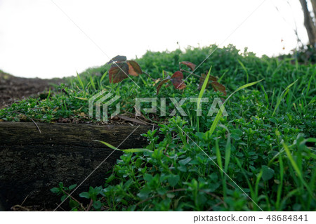Wooden steps from log and moss, wooden stairs Wooden steps from log and moss, wooden stairs 48684841