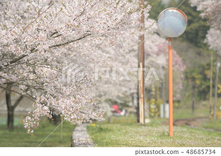 Cherry tree full bloom local train station 48685734