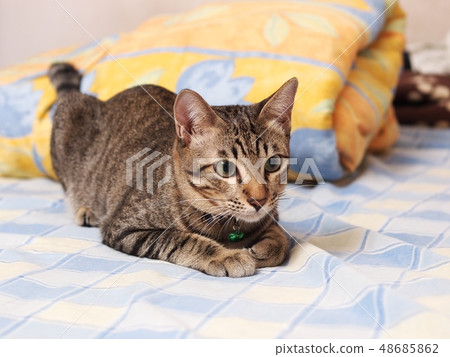 cute short hair young asian kitten on a bed 48685862