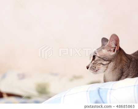 cute short hair young asian kitten on a bed 48685863