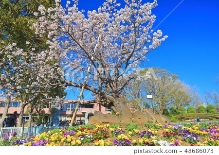 [Kanagawa] Tamawazakura at Ofuna Flower Center 48686073