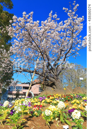 [Kanagawa] Tamawazakura at Ofuna Flower Center 48686074