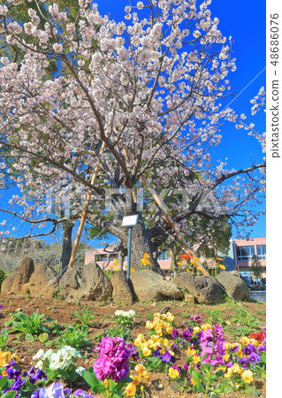 [Kanagawa] Tamawazakura at Ofuna Flower Center 48686076
