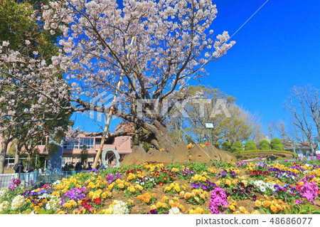 [Kanagawa] Tamawazakura at Ofuna Flower Center 48686077