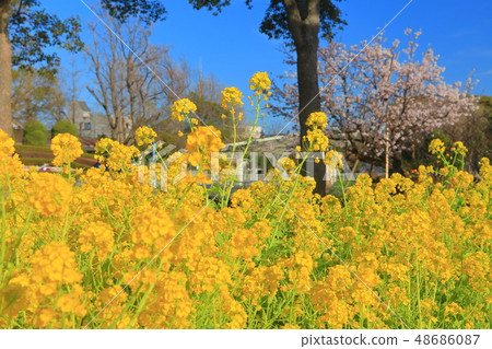 [神奈川縣]大船花中心溫室 48686087