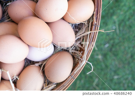 Many fresh eggs are ready for cooking. Many fresh eggs are ready for cooking. 48686240
