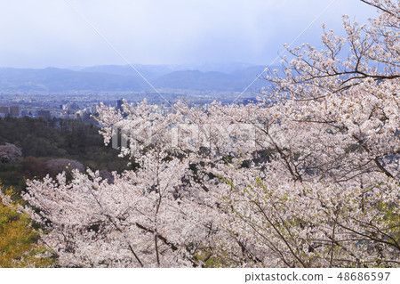 花山山公園 48686597