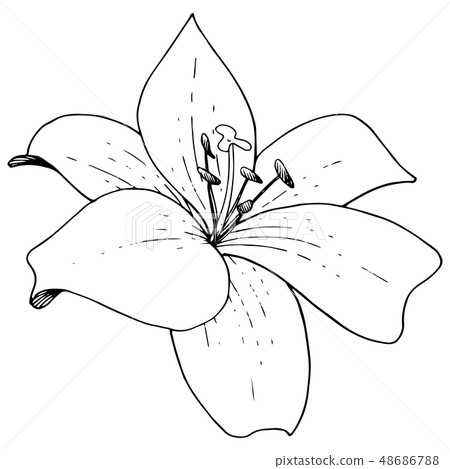 Vector Lily floral botanical flower. Black and - Stock