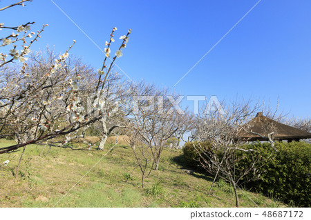 Taura Umeen 48687172