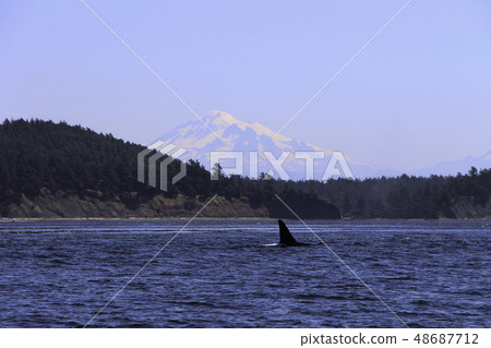 Whales spoting at the orca island washington 48687712
