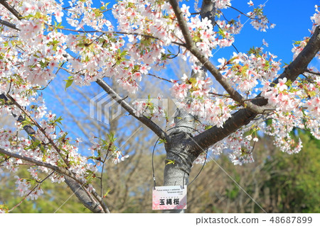 [Kanagawa] Tamawazakura at Ofuna Flower Center 48687899