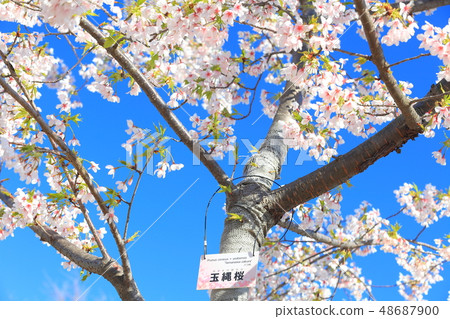 [Kanagawa] Tamawazakura at Ofuna Flower Center 48687900