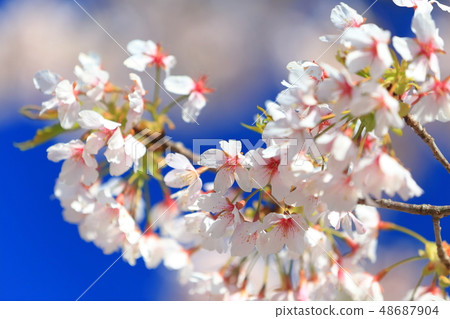 [神奈川縣]大船花中心的玉澤櫻 48687904