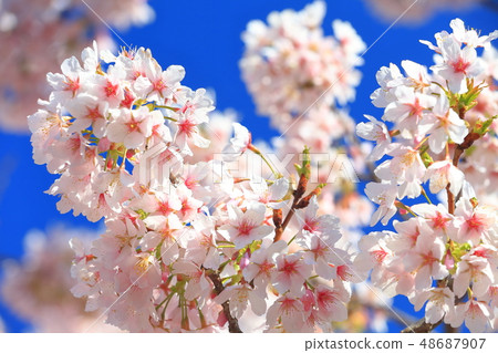 [Kanagawa] Tamawazakura at Ofuna Flower Center 48687907