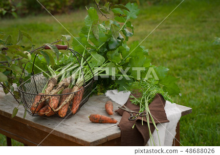 Carrots, first spring summer crop. Healthy food, 48688026