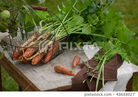 Carrots, first spring summer crop. Healthy food, Carrots, first spring summer crop. Healthy food, 48688027