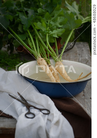 Parsnips, first spring summer crop. Healthy food, Parsnips, first spring summer crop. Healthy food, 48688029