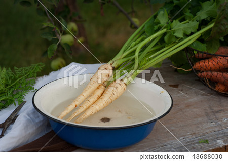 Parsnips, first spring summer crop. Healthy food, Parsnips, first spring summer crop. Healthy food, 48688030