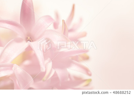 Macro of spring flowers pink Hyacinthus orientalis Macro of spring flowers pink Hyacinthus orientalis 48688252