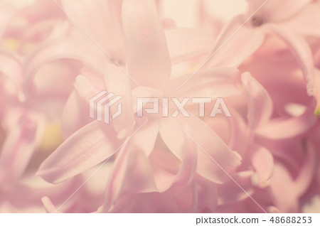 Macro of spring flowers pink Hyacinthus orientalis 48688253